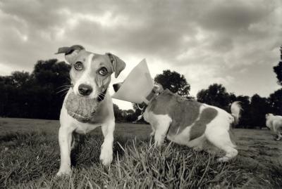 jack russells jack russells