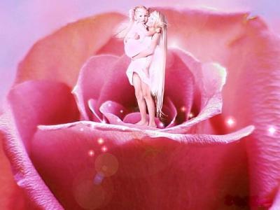 rose fairy's 1 rose fairy's 1