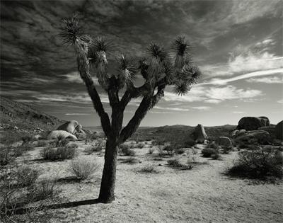 Joshua Tree Joshua Tree