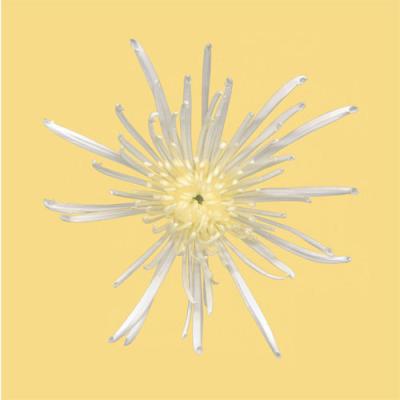 chrysant chrysant