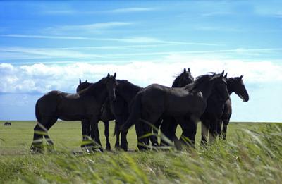 Friese paarden Friese paarden