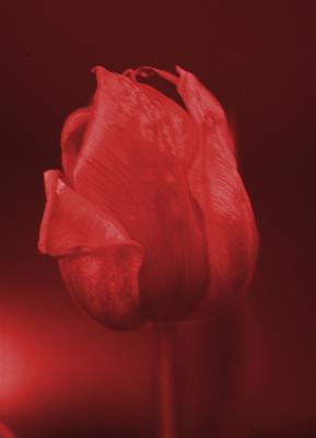 tulp2v2 tulp2v2