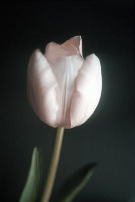 bloemen29 bloemen29