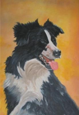 border collie border collie