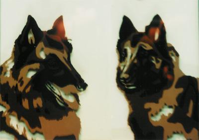 honden honden