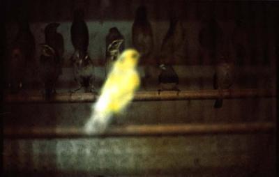 vogel(groep) vogel(groep)