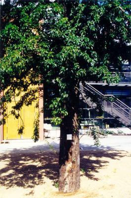 Baum 3. Berlin Baum 3. Berlin