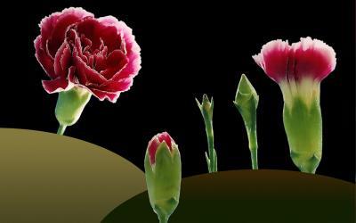 Growth-2 Growth-2