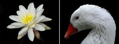 Anima Mundi: I ( Bloem Vogel) Anima Mundi: I ( Bloem Vogel)