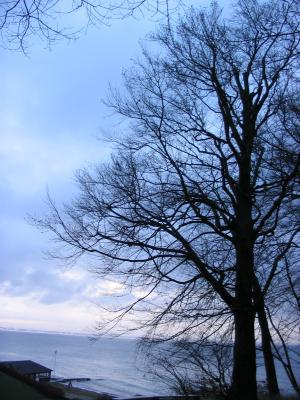 tree&sea tree&sea