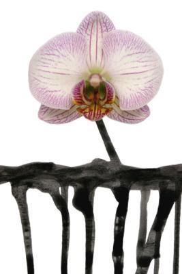 orchidee orchidee