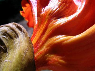 FleshFlower FleshFlower