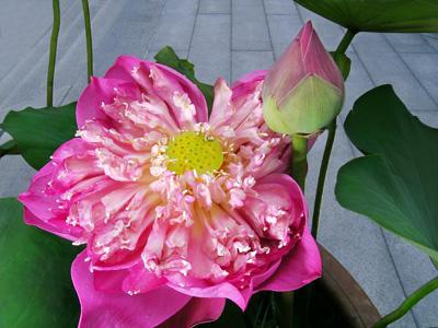 LotusBelle LotusBelle