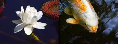 Anima Mundi: I ( Water, Vis) Anima Mundi: I ( Water, Vis)