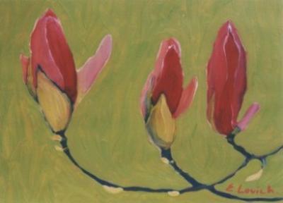 magnolia magnolia
